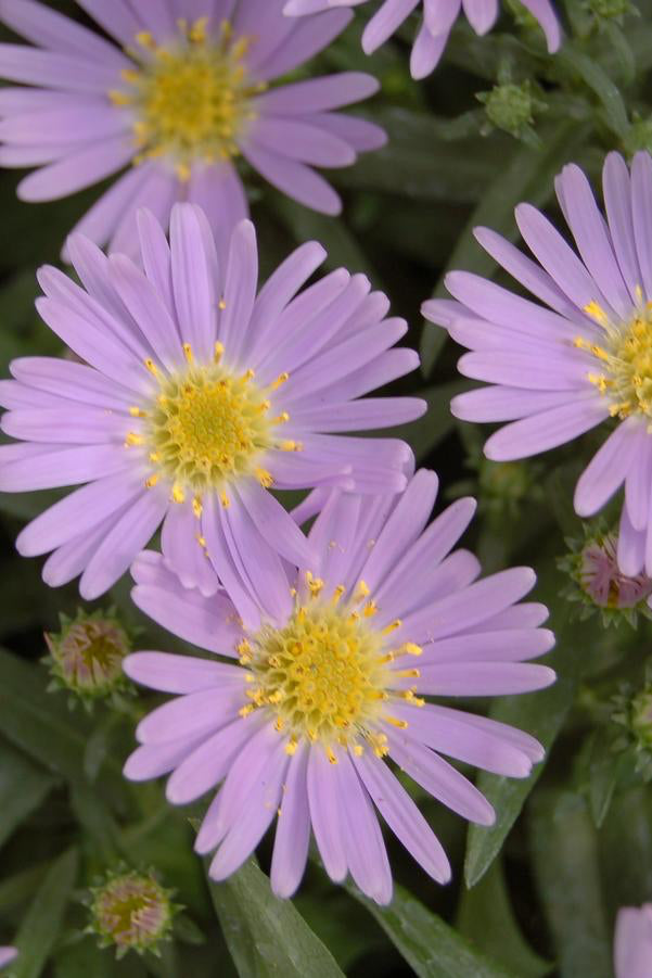 Aster d. 'Wood's Light Blue' #1 Perennial Flower Plant - Perfect for Gardens, Borders & Cut Flower Arrangements