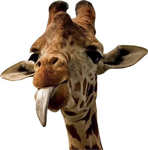 Funny Giraffe with Cute Tongue Sticker - Waterproof Vinyl Decal for Cars, Trucks, Laptops, Windows & Walls - Perfect for Kids' Rooms, Office Decor & Vehicle Customization