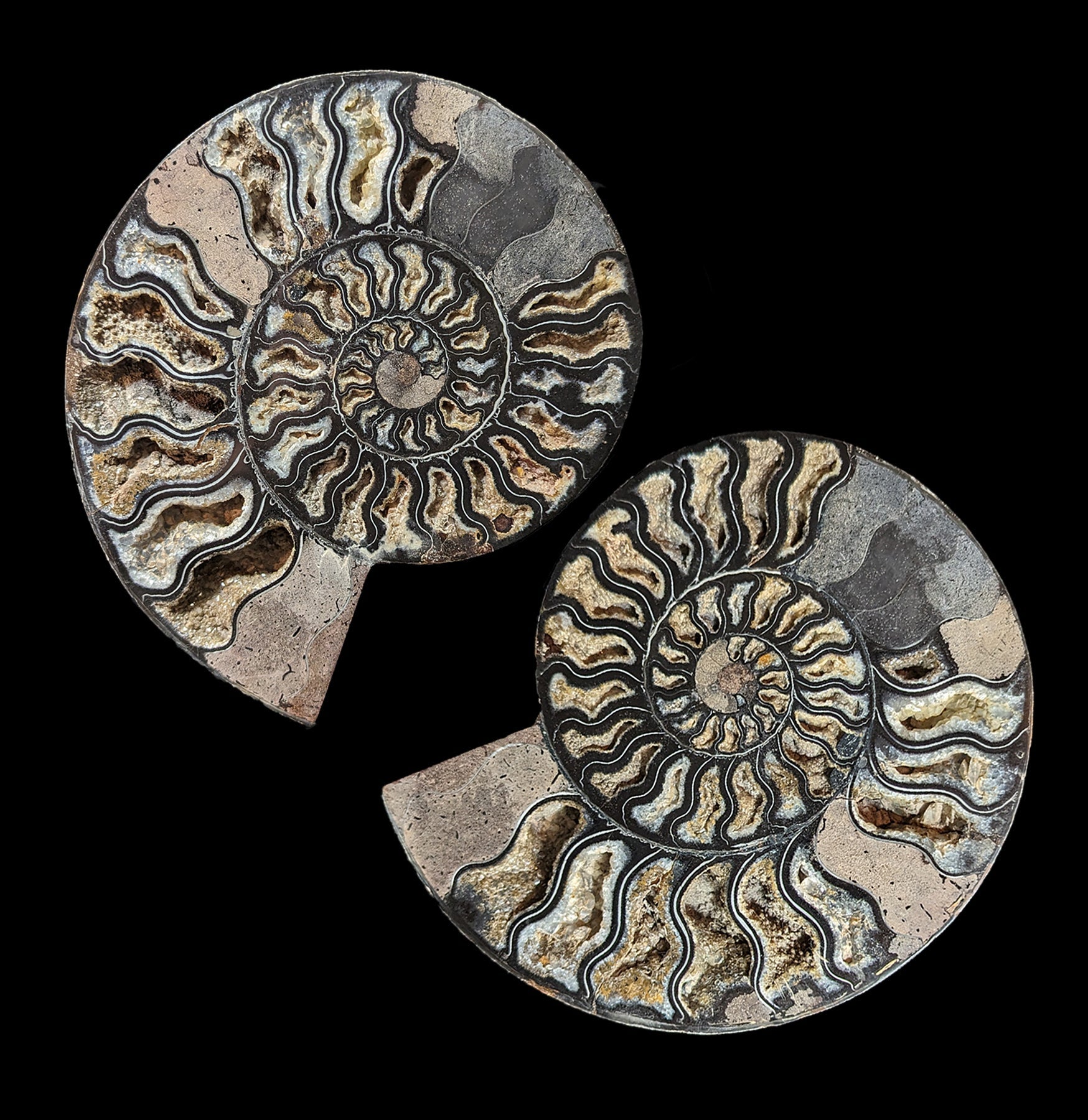 Natural Agatized Black Ammonite Fossil Pair - Rare Collectible Gemstone Specimen for Home Decor, Meditation & Healing Crystals