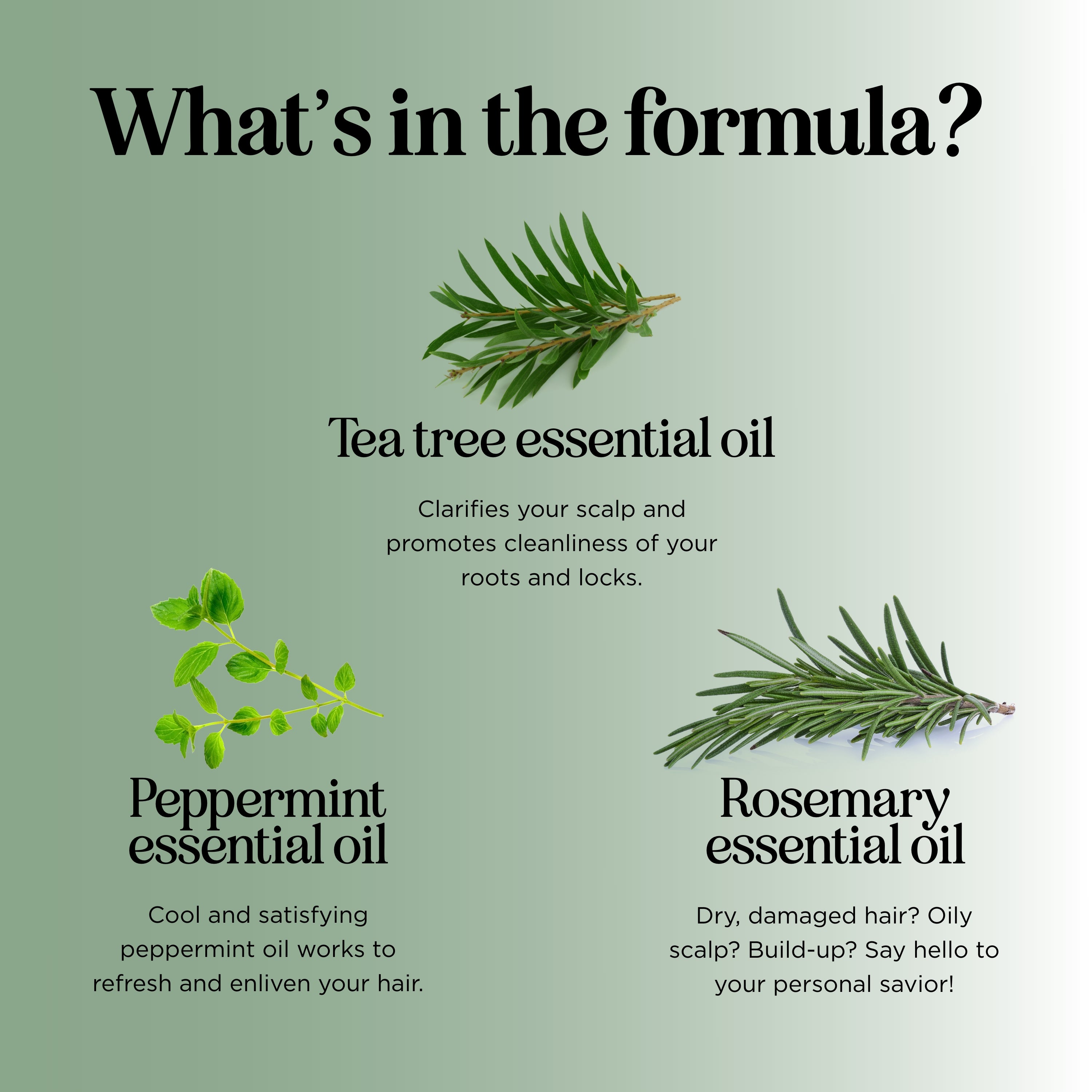 Tea Tree Peppermint Shampoo for Scalp Care - Natural Dandruff Treatment & Hair Growth - Refreshing Mint Scent for Daily Use at Home or Gym