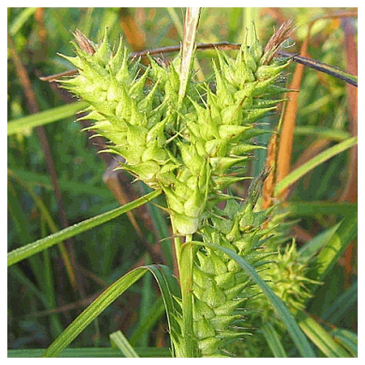 Everwilde Farms - 1/4 Lb Common Hop Sedge Native Grass Seeds - Gold Vault Packaging - Ideal for Landscaping, Erosion Control & Wildlife Habitats