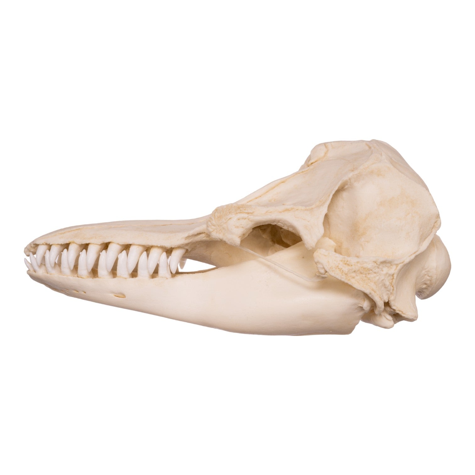 Replica False Killer Whale Skull - Lifelike Marine Animal Skull Model for Home Decor, Educational Display & Halloween Props