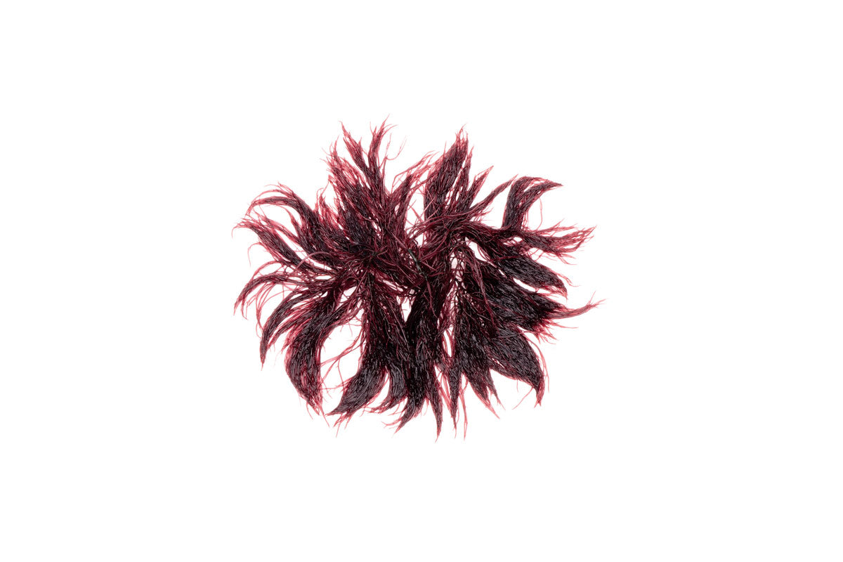 Premium Red Ogo Gracilaria Macro Algae - Natural Saltwater Aquarium Coral Food & Nutrient-Rich Marine Plant for Reef Tanks, Fish Tanks, and Aquatic Ecosystems