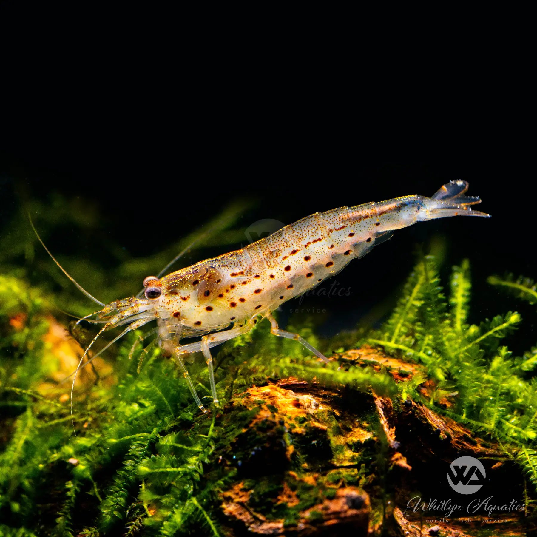 Premium Amano Shrimp (Caridina multidentata) - Algae Eating Freshwater Shrimp for Aquarium Cleaning | Perfect for Planted Tanks & Nano Aquascapes