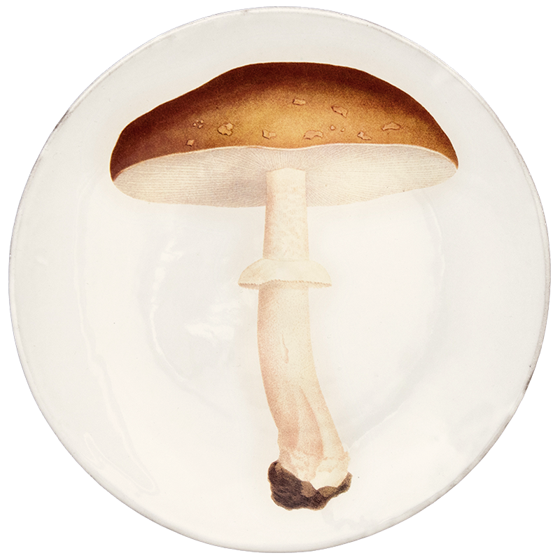 Premium Agaric Blanc Fauve Porcelain Dinner Plates - Elegant 10.5