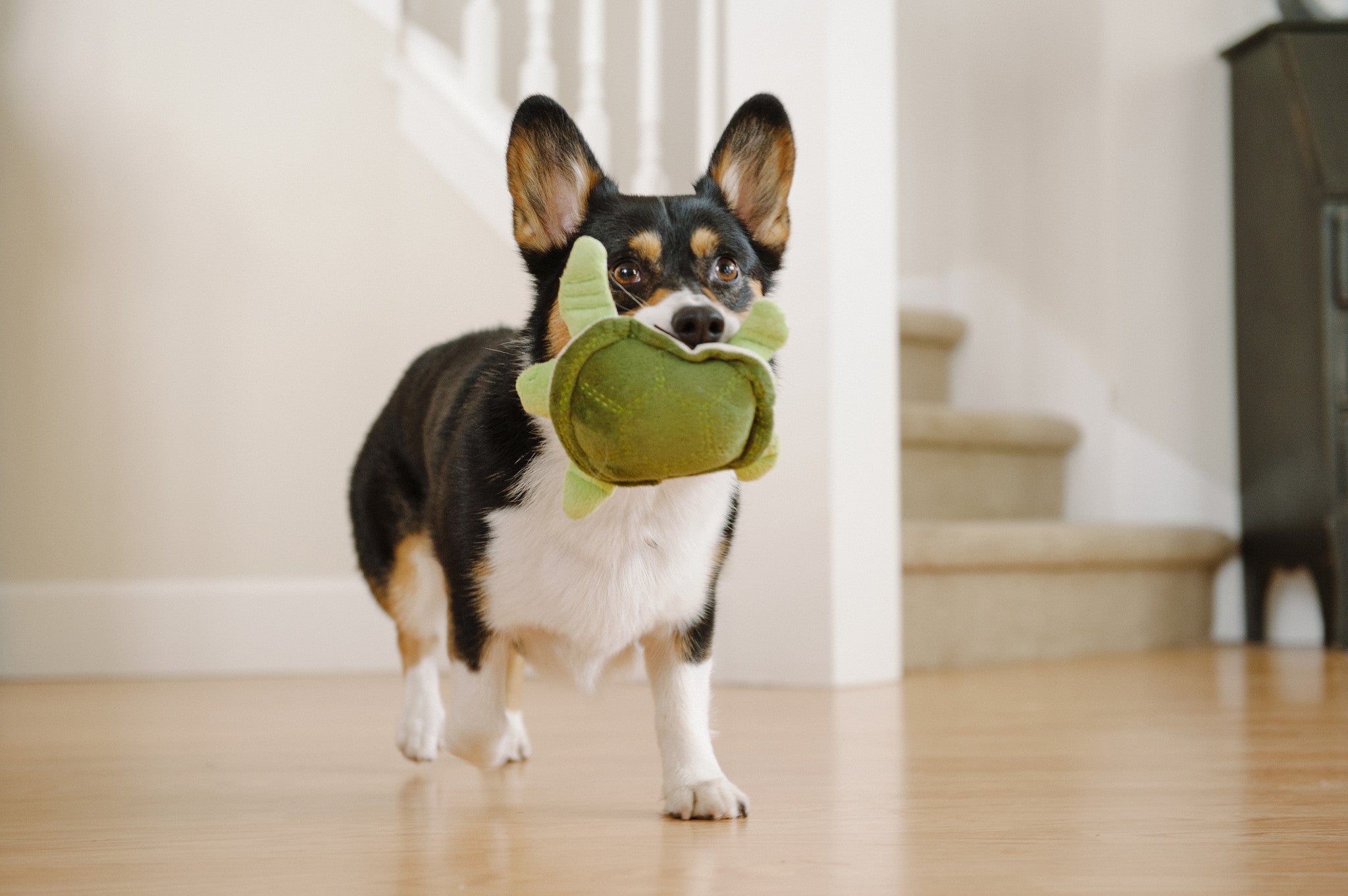 Under the Sea Squeaky Dog Toy - Durable Chew Toy for Small & Large Dogs - Perfect for Playtime & Training