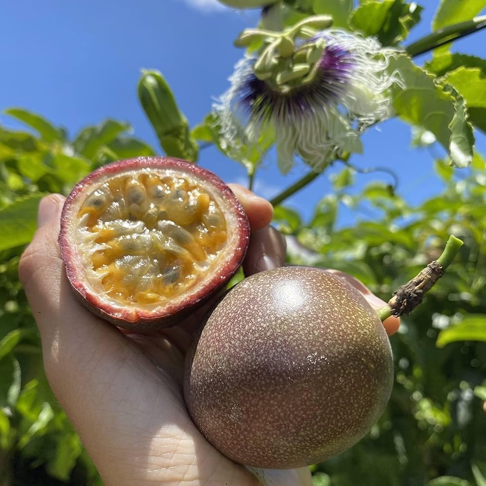 40PCS Lemon, 10PCS Cherry, 40PCS Orange, 40PCS Apple, 40PCS Passion Fruit, 10PCS Blueberry Seeds for Planting - Non-GMO Mixed Fruit Seeds Kit for Home Garden, Backyard Farming & DIY Planting Projects