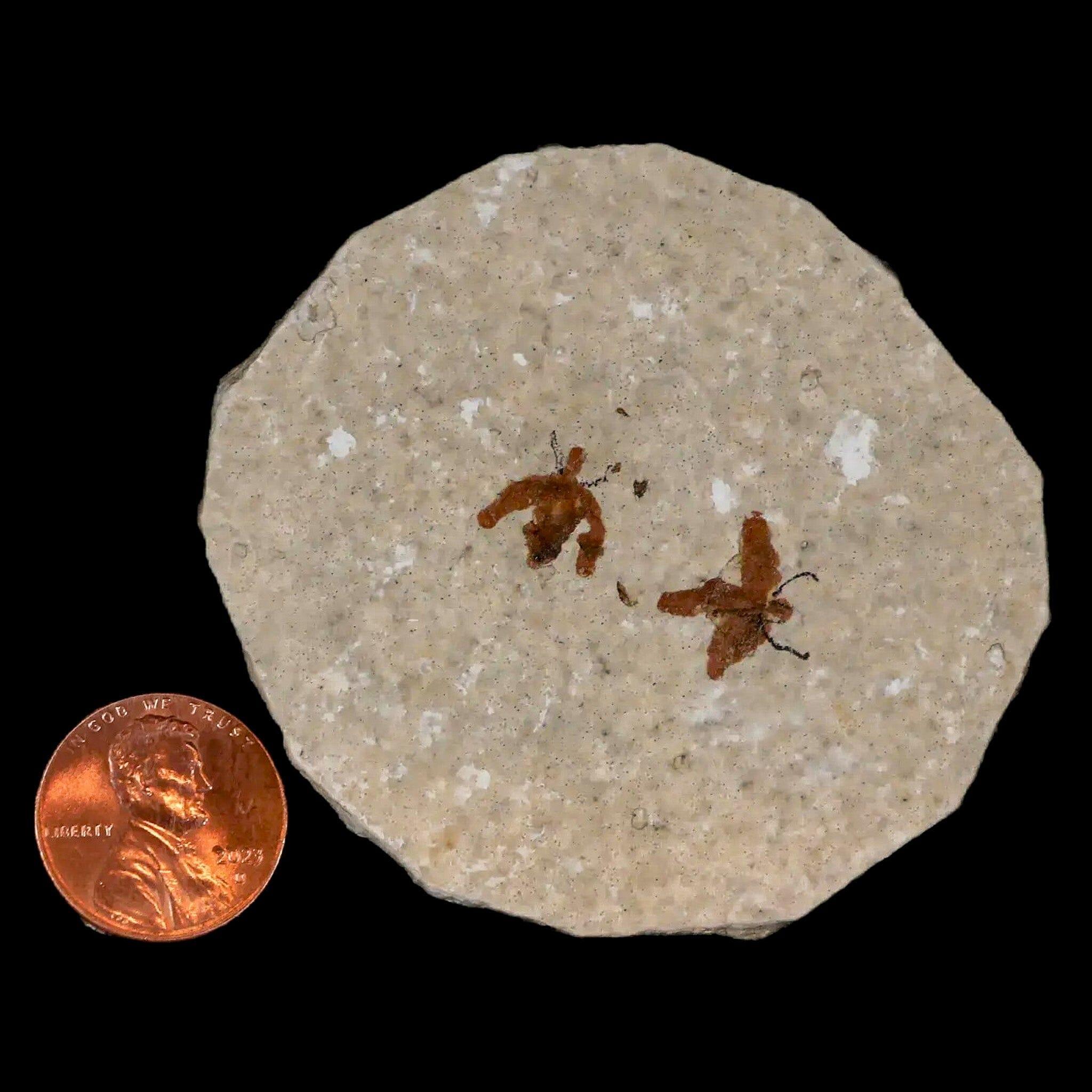 Two 2 Detailed Fossil March Fly Insects from Green River Formation, Uintah County UT - Eocene Age Specimens for Collectors & Educational Displays