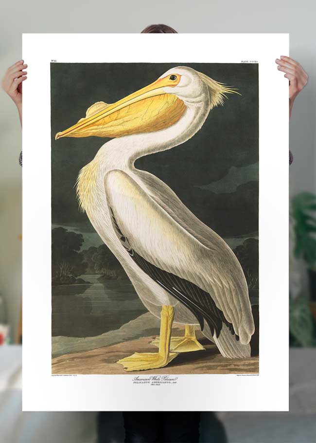 Vintage American White Pelican Antique Bird Art Print - Perfect for Home Decor, Wall Art & Nature Lovers Gifts