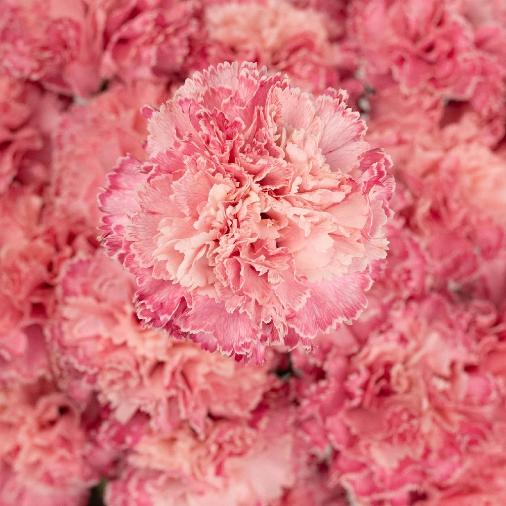 Pink Carnation Flowers for Baby Shower Decorations - Perfect for Nursery, Gender Reveal Party & Newborn Photography Backdrop