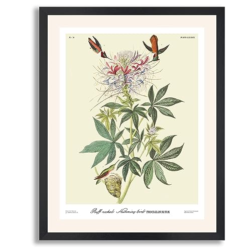 Ruff Necked Humming Bird