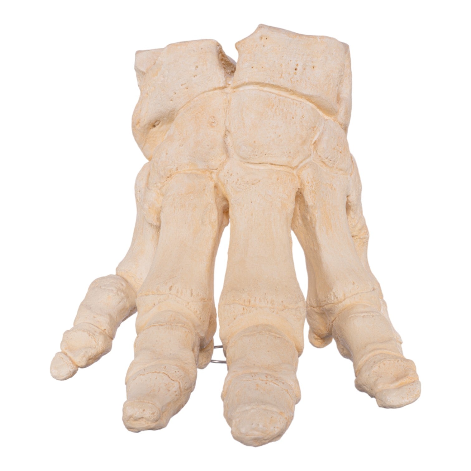 Authentic African Elephant Foot Replica - Handcrafted Home Decor & Unique Gift for Wildlife Enthusiasts | Perfect for Safari-Themed Rooms, Office Decor, and Collector Displays