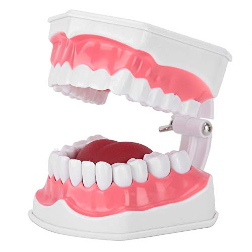 ABS Material Standard Teeth Model with Toothbrush - Perfect for Dental Students, Teachers & Home Study - Ideal for School, Classroom & Dental Education