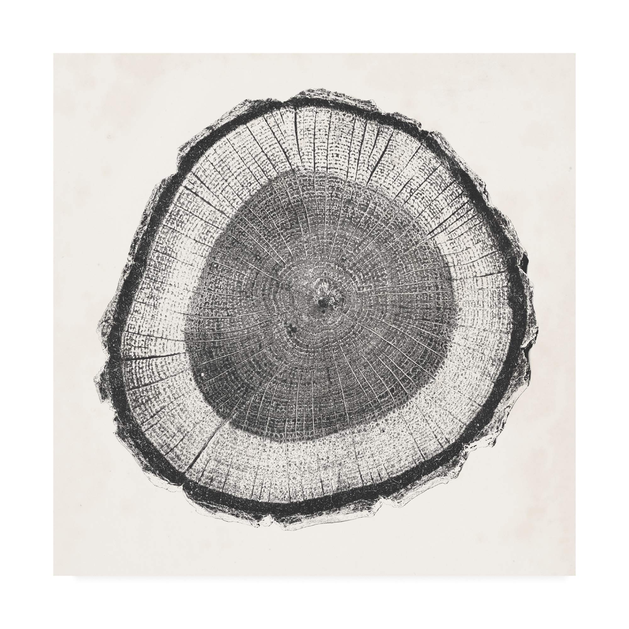 Trademark Fine Art 18x18 Tree Ring II Canvas Print by Vision Studio - Modern Nature Wall Decor for Living Room, Bedroom & Office