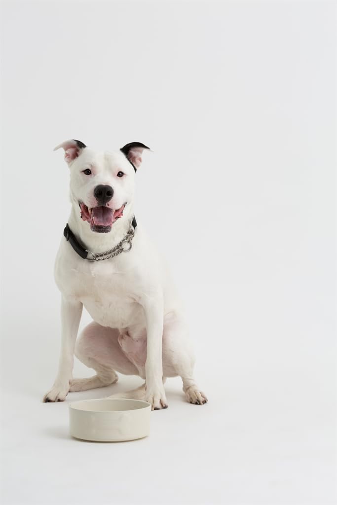 Mason Cash Colour Mix Cream Dog Bowl - 20cm Ceramic Pet Food Dish for Small & Medium Dogs - Perfect for Indoor & Outdoor Feeding