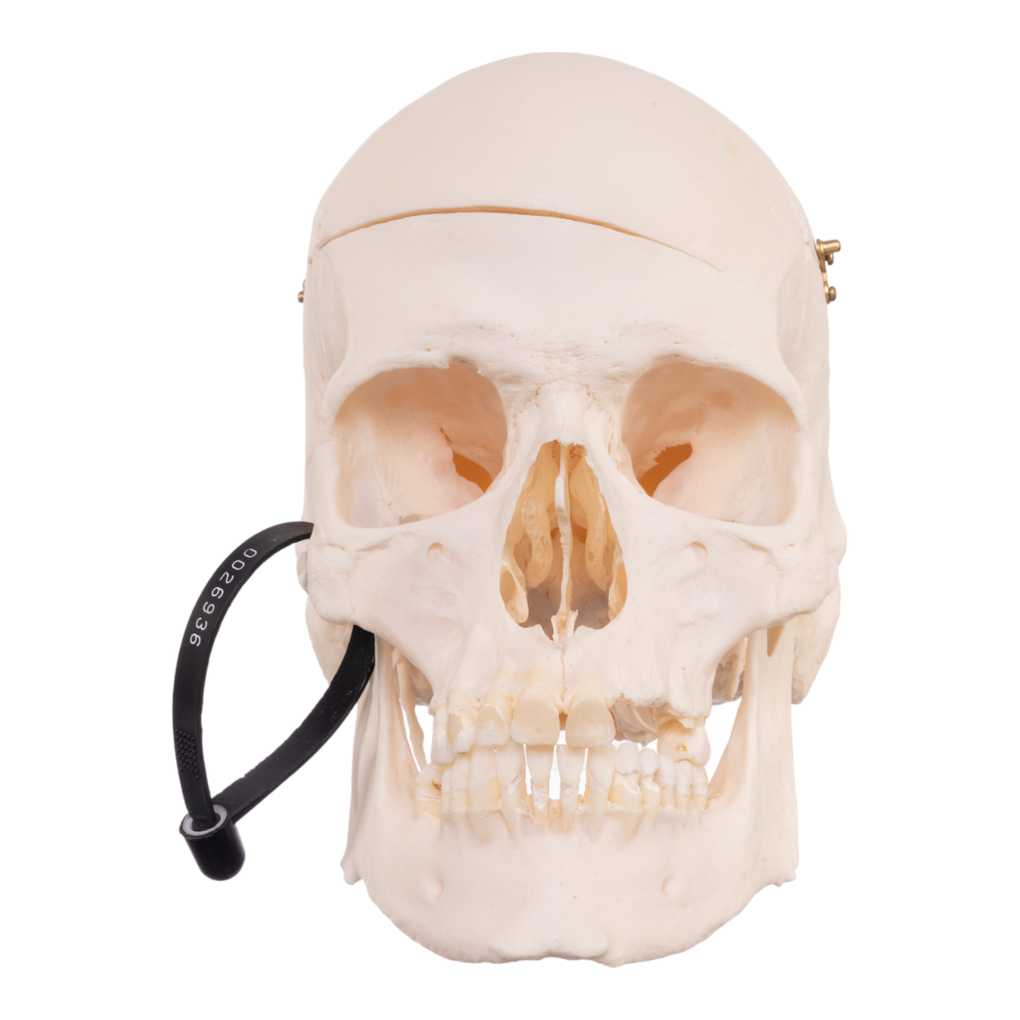 Premium Anatomical Human Skull Model - Accurate Medical & Educational Tool for Students, Doctors & Researchers | Perfect for Anatomy Study, Classroom Teaching & Medical Training
