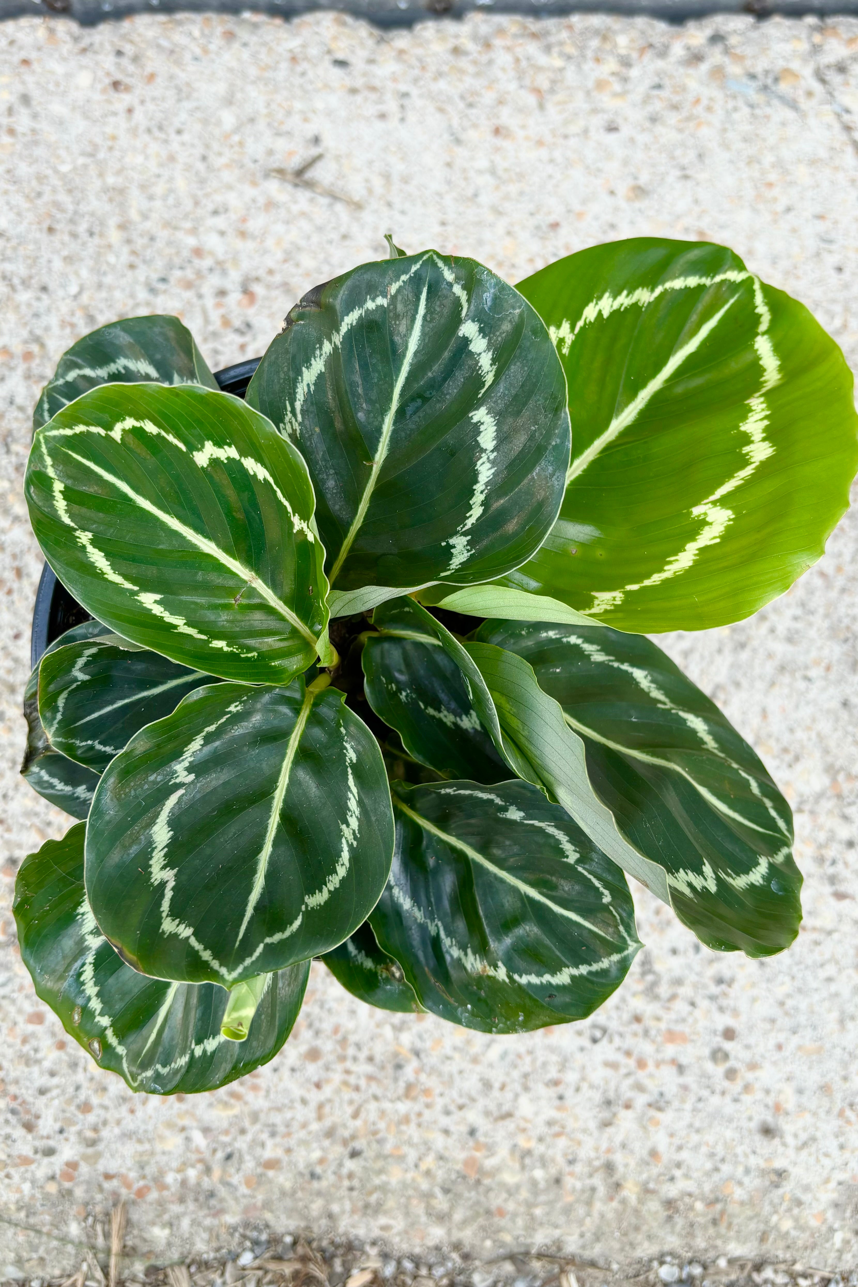 Calathea Roseopicta 'Northern Lights' - 6