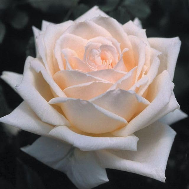 Heirloom Roses Prairie Star White Rose Bush - Hardy Live Outdoor Plant for Gardens, Landscaping & Patio Decor | Fresh Fragrant Blooms for Weddings, Gifts & Home Planting