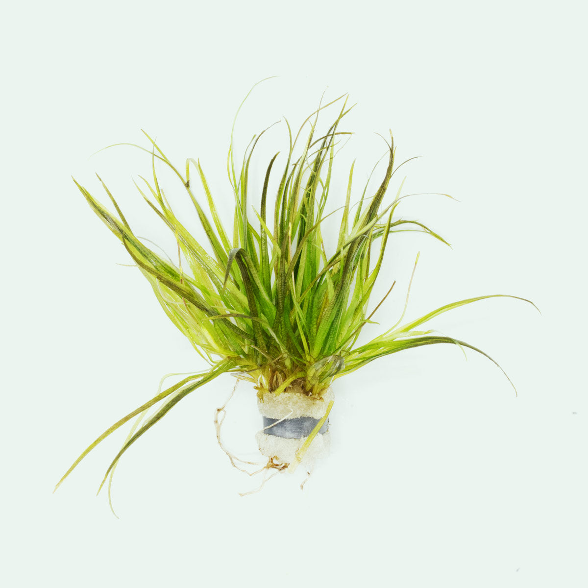 Blyxa Japonica Aquatic Plant for Aquariums - Freshwater Live Plant for Fish Tanks, Ponds & Aquascaping (Perfect for Shrimp Tanks & Natural Aquarium Decor)