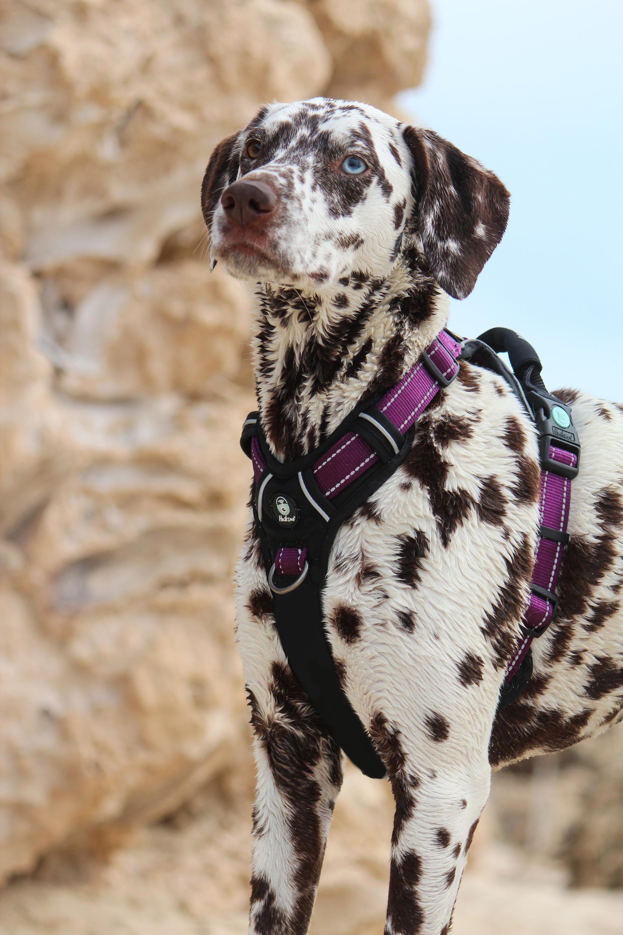 Huskimo Ultimate No-Pull Dog Harness with Reflective Strips - Adjustable Pet Vest for Small Medium Large Dogs - Perfect for Walking, Running, Hiking & Outdoor Adventures (Aurora)