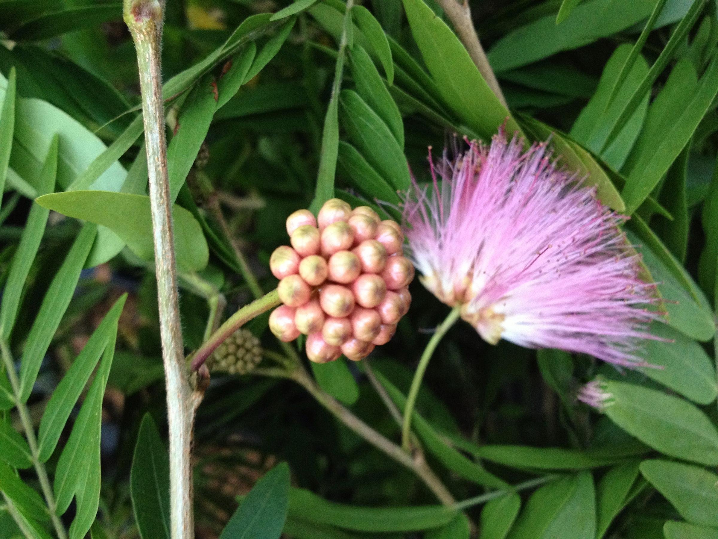 Pink Powder Puff Tree Live Plant (Calliandra Surinamensis) - 4 Inch Pot Bonsai Starter with Unique Rose Cascade Flowers | Indoor/Outdoor Decoration, Gift Idea & Tropical Garden Accent