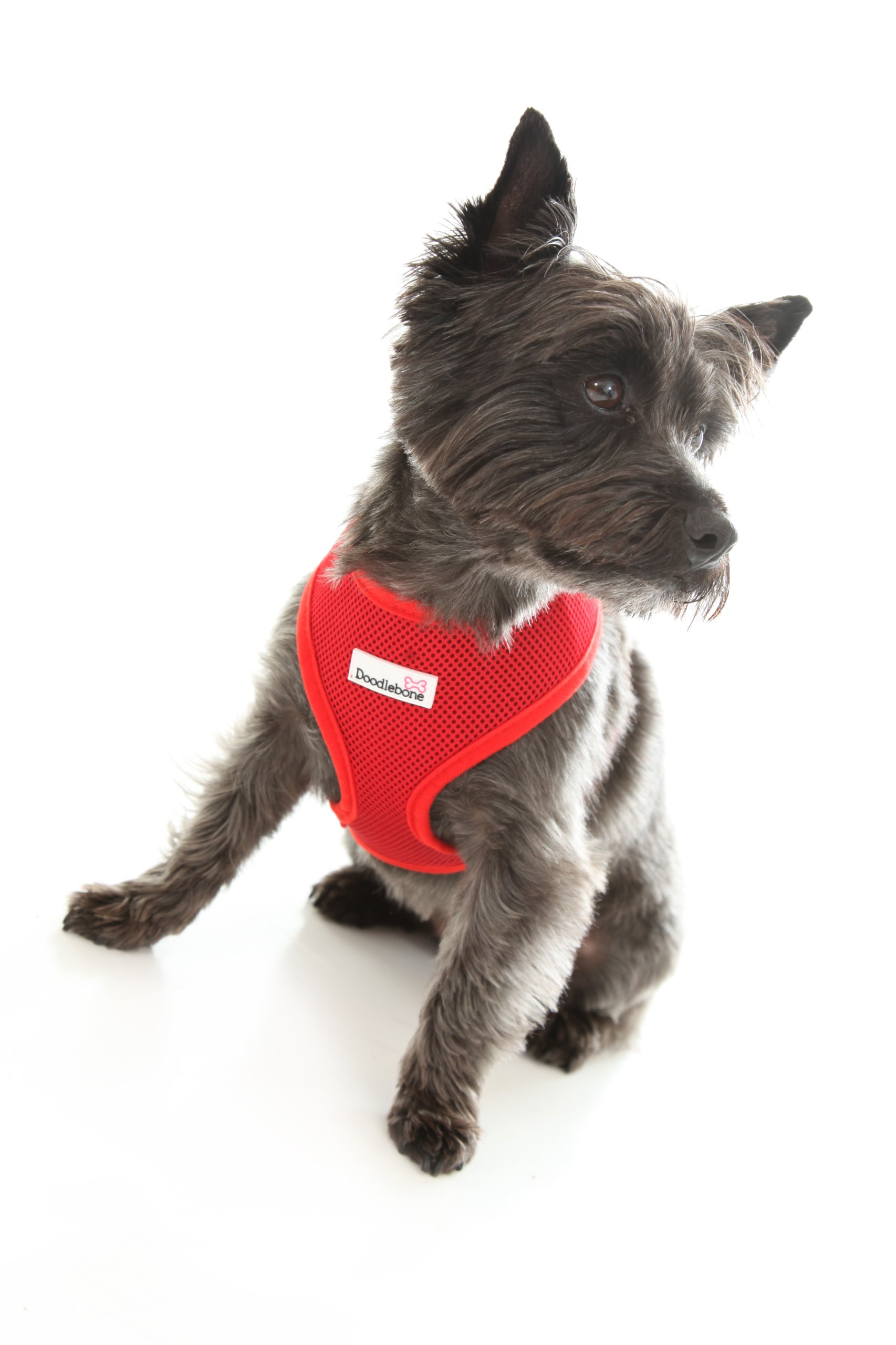 Red Extra Small Dog Harness - Adjustable & Reflective for Small Dogs - Perfect for Walking, Hiking & Outdoor Adventures
