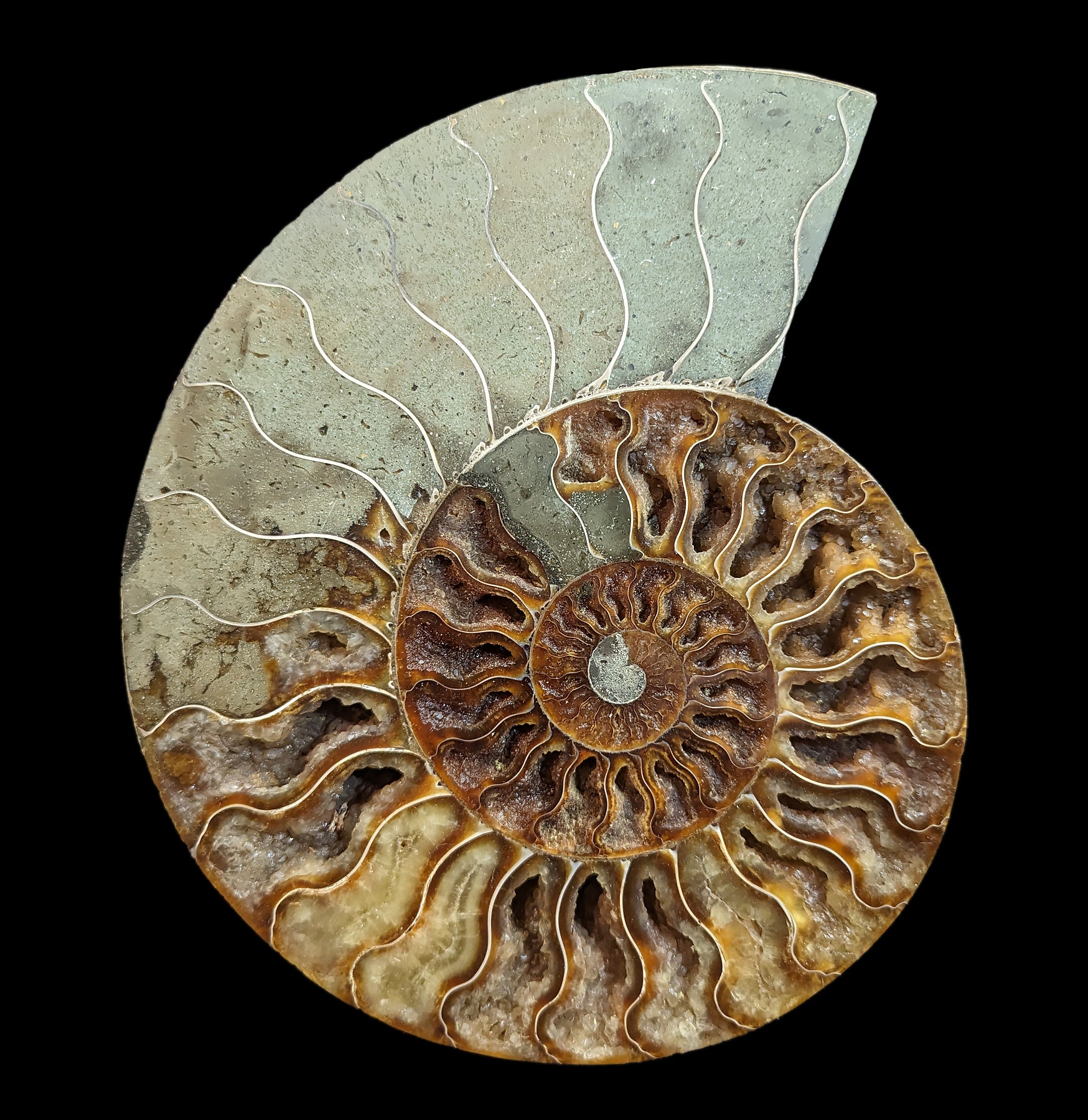 Premium Cut & Polished Ammonite Pair Fossil Specimen - Natural Stone Display for Home Decor, Meditation & Healing Crystals Collection