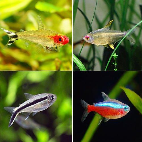 Tetra Fish Bundle - Cardinal, Lemon, Rummynose, Serpae & Penguin Tetras for Freshwater Aquariums | Perfect for Community Tanks & Aquatic Plant Decorations