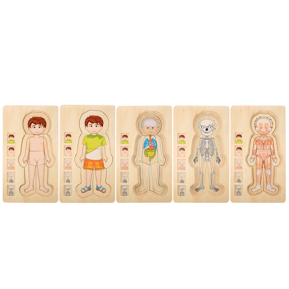 NITRIP Wooden Building Blocks - Durable Educational STEM Toys for Kids, Wooden Human Body Structure Learning Bricks for Boys & Girls - Perfect for Homeschooling & Classroom STEM Activities