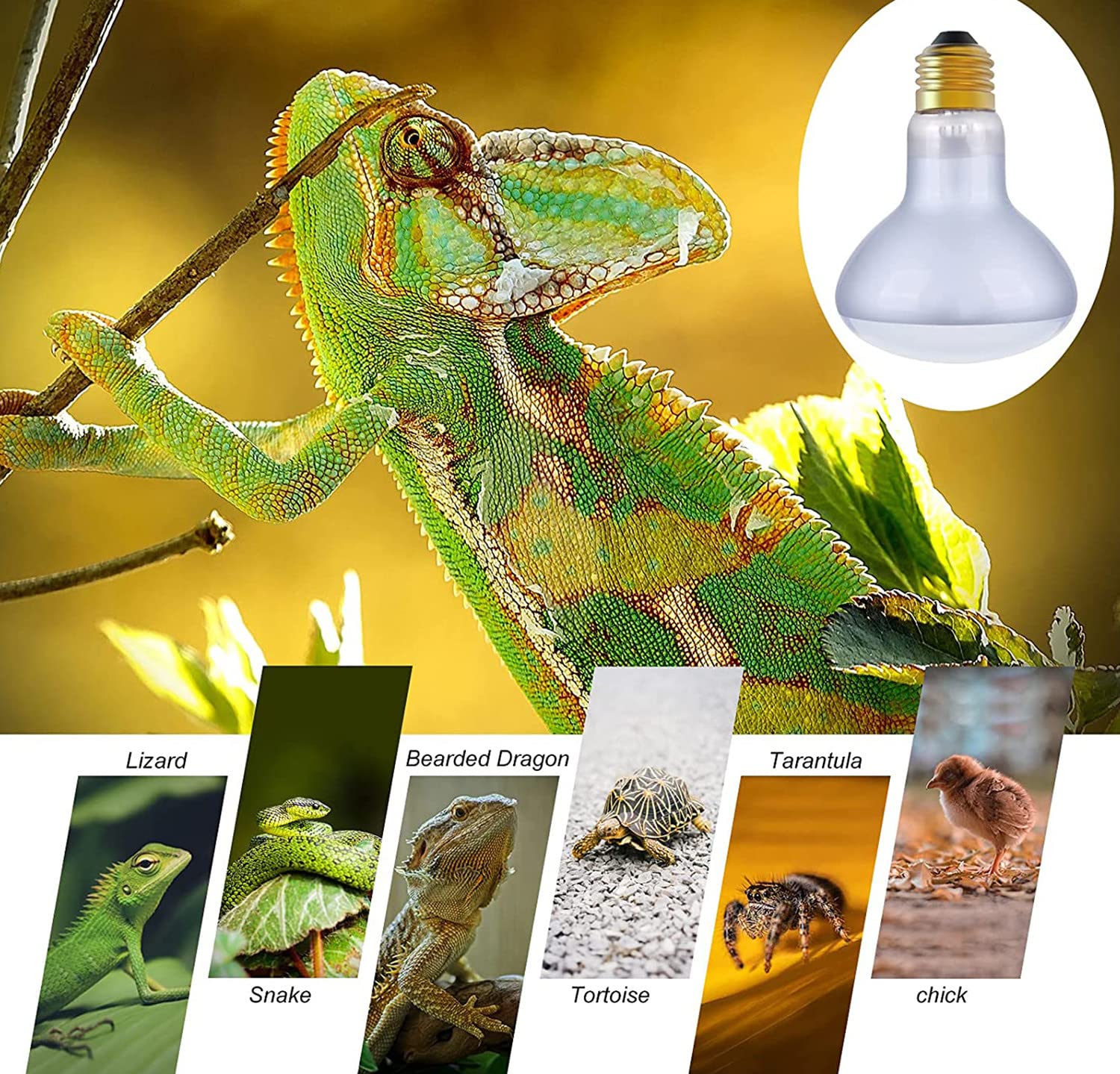 2-Pack 75W Reptile Heat Lamp Basking Bulb - E26 Base 110V UVA Daylight Heating Lamp for Bearded Dragons, Turtles, Lizards & Chicken Coops | Glass Enclosure Heater for Terrariums & Aquariums (Perfect for Basking Areas & Nighttime Warmth)