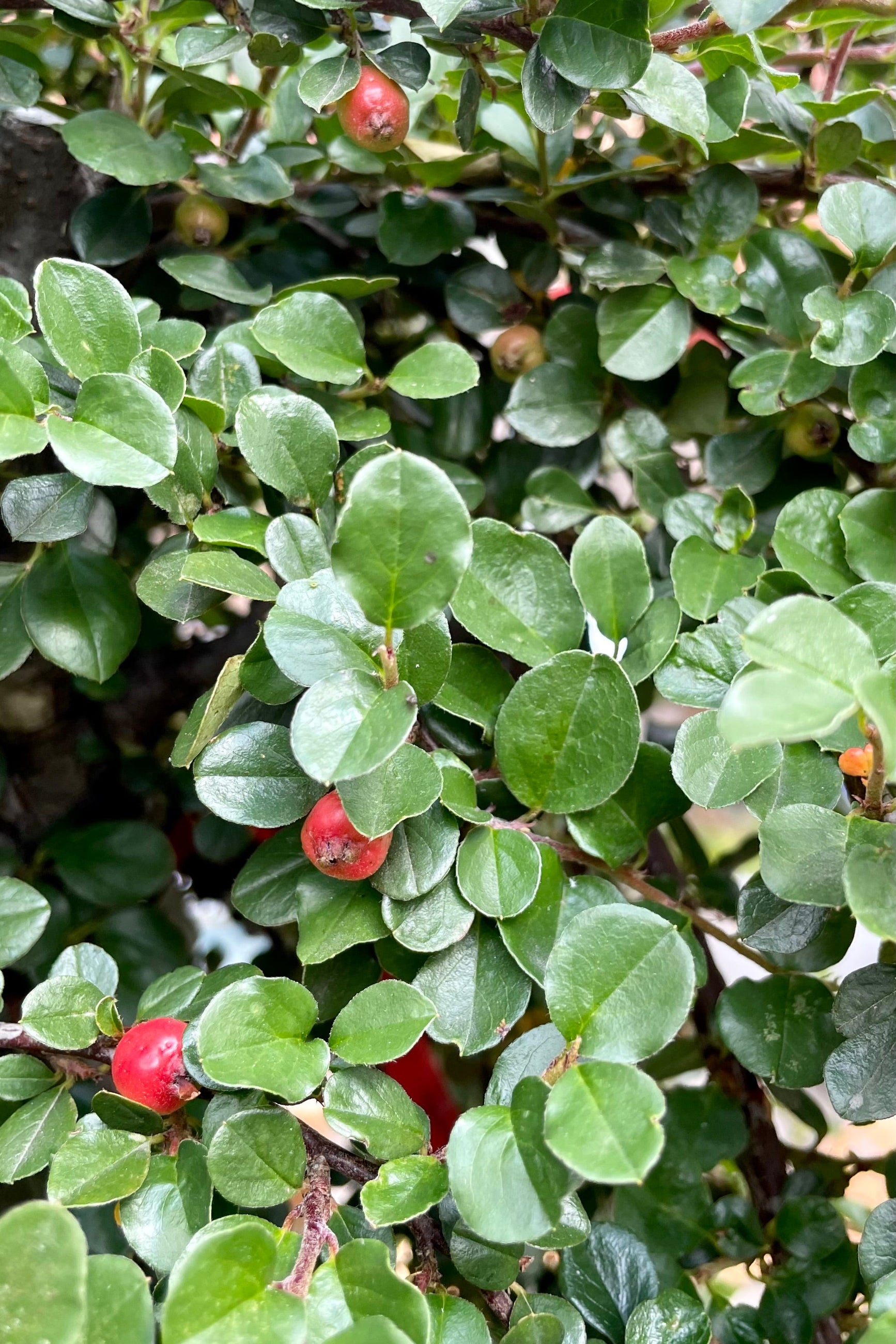 Cotoneaster Apiculatus #7 Standard Form - Perfect for Landscaping, Hedges, and Garden Borders