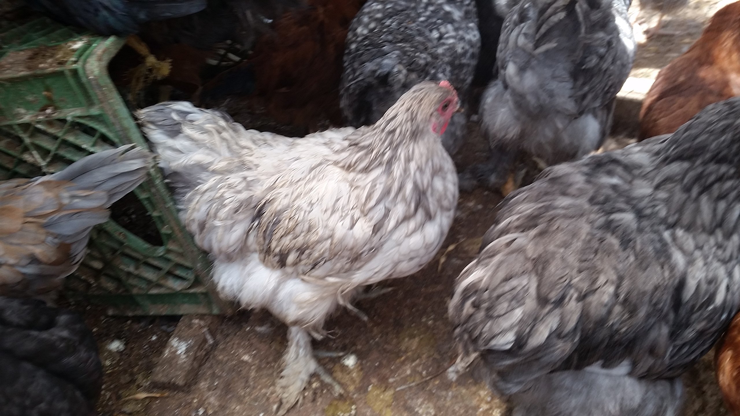 6 Fertile Chicken Hatching Eggs for Backyard Farming & Homesteading | Fresh Poultry Breeding Eggs for Incubation