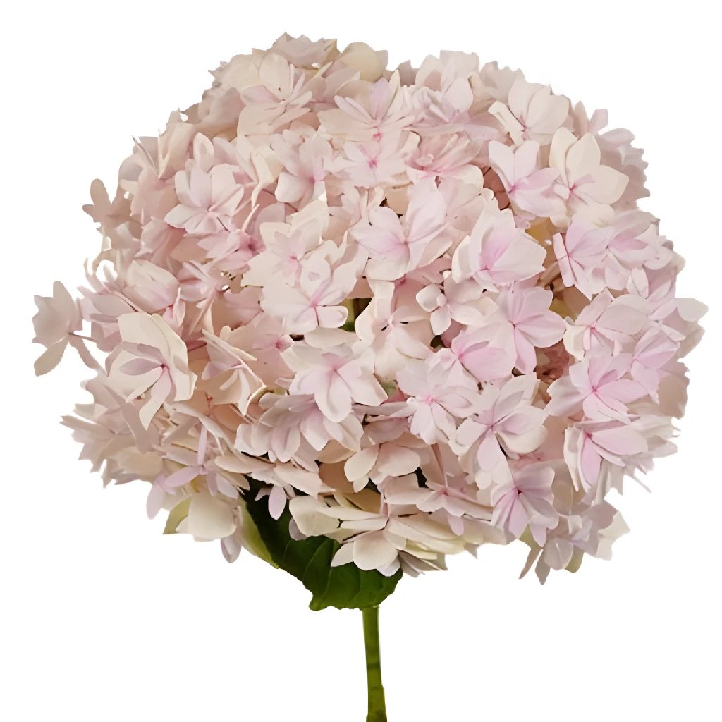 Blush Double Hydrangea Flower - Artificial Silk Hydrangea Bouquet for Home Decor, Wedding Centerpieces, and Floral Arrangements