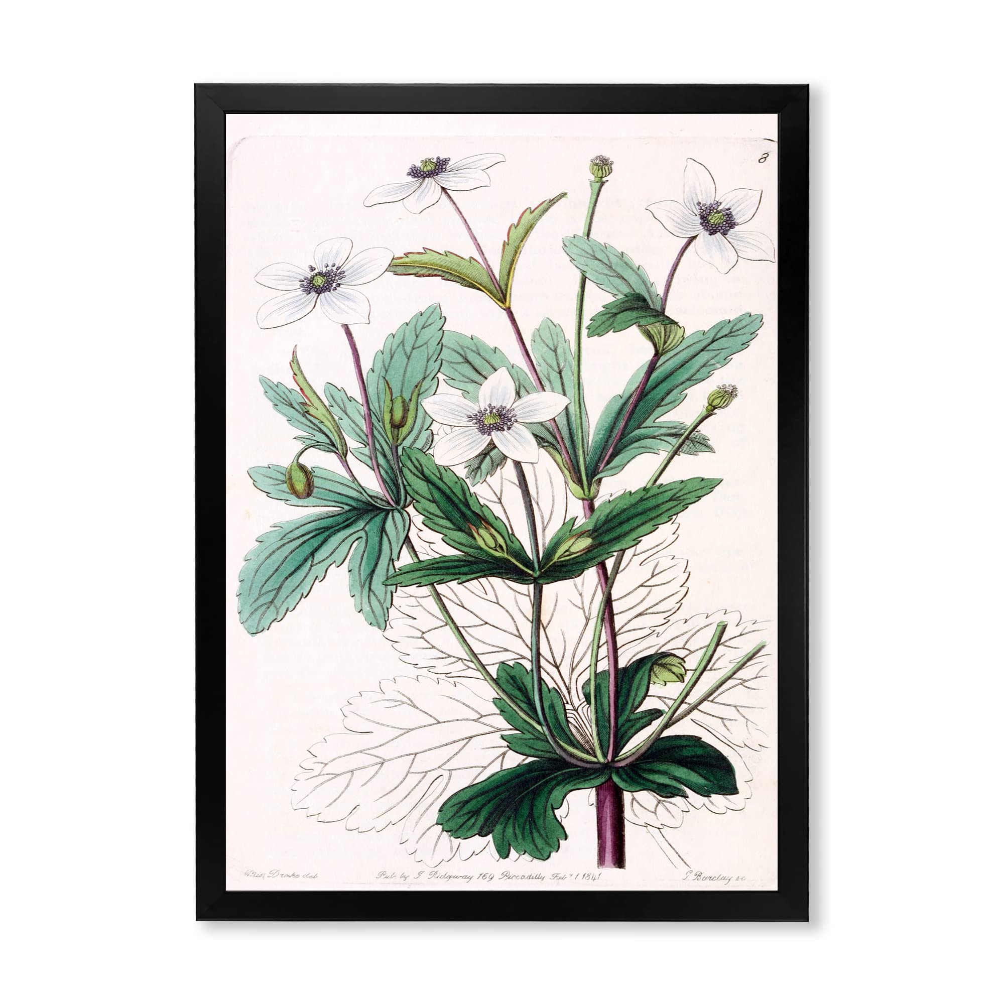 Vintage Plant Life XXI Traditional Framed Wall Art - Botanical Home Decor for Living Room, Bedroom & Office - Perfect for Farmhouse, Boho & Vintage Style Interiors