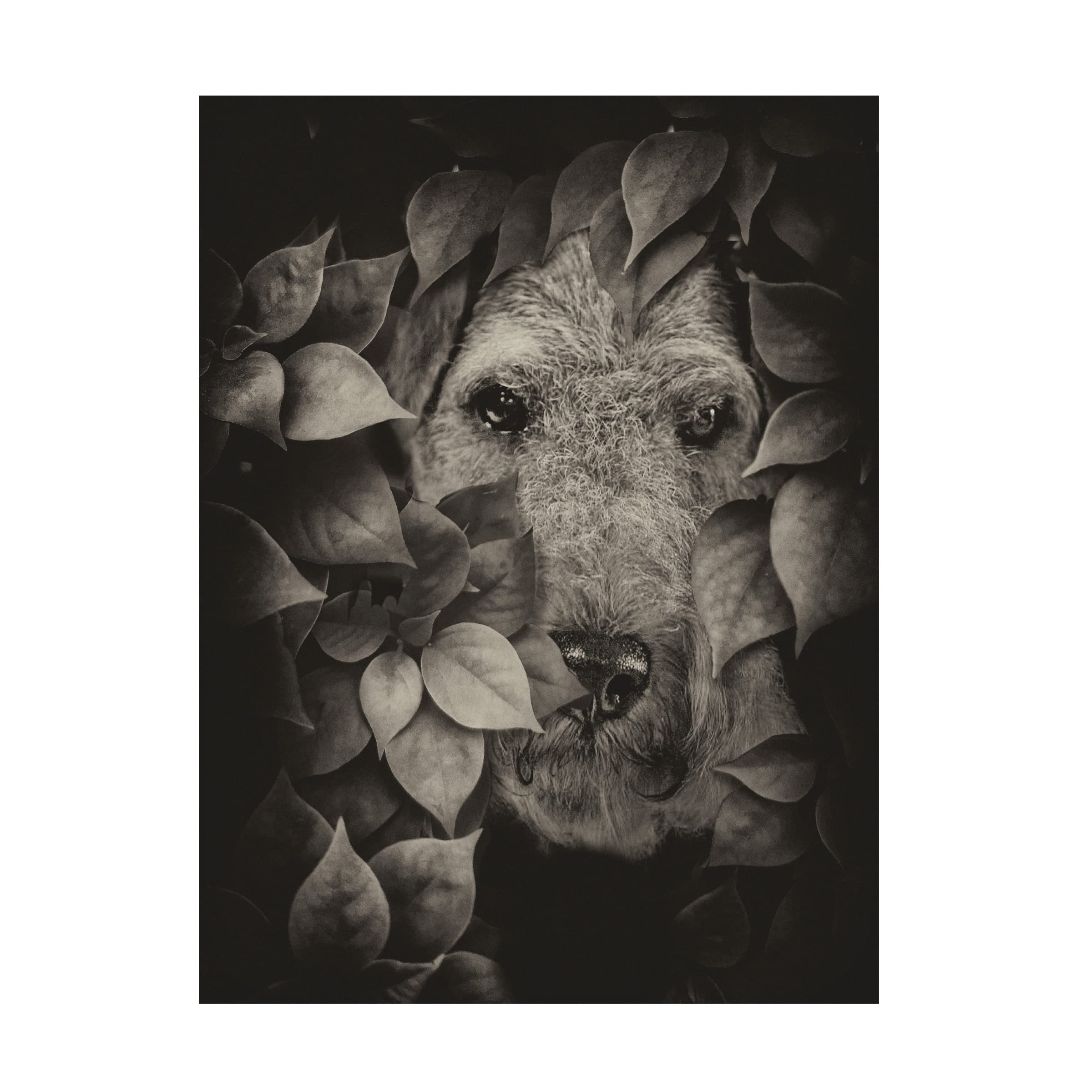 Trademark Fine Art 'Airedale' Dog Portrait Canvas Wall Art by Lori Hutchison - Perfect for Living Room, Bedroom & Office Decor
