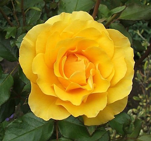 5 Yellow Rose Rosa Bush Shrub Perennial Flower Seeds for Garden Landscaping & Outdoor Planting - Easy to Grow, Beautiful Blooming Flowers for Home Gardens, Backyards, and Patios