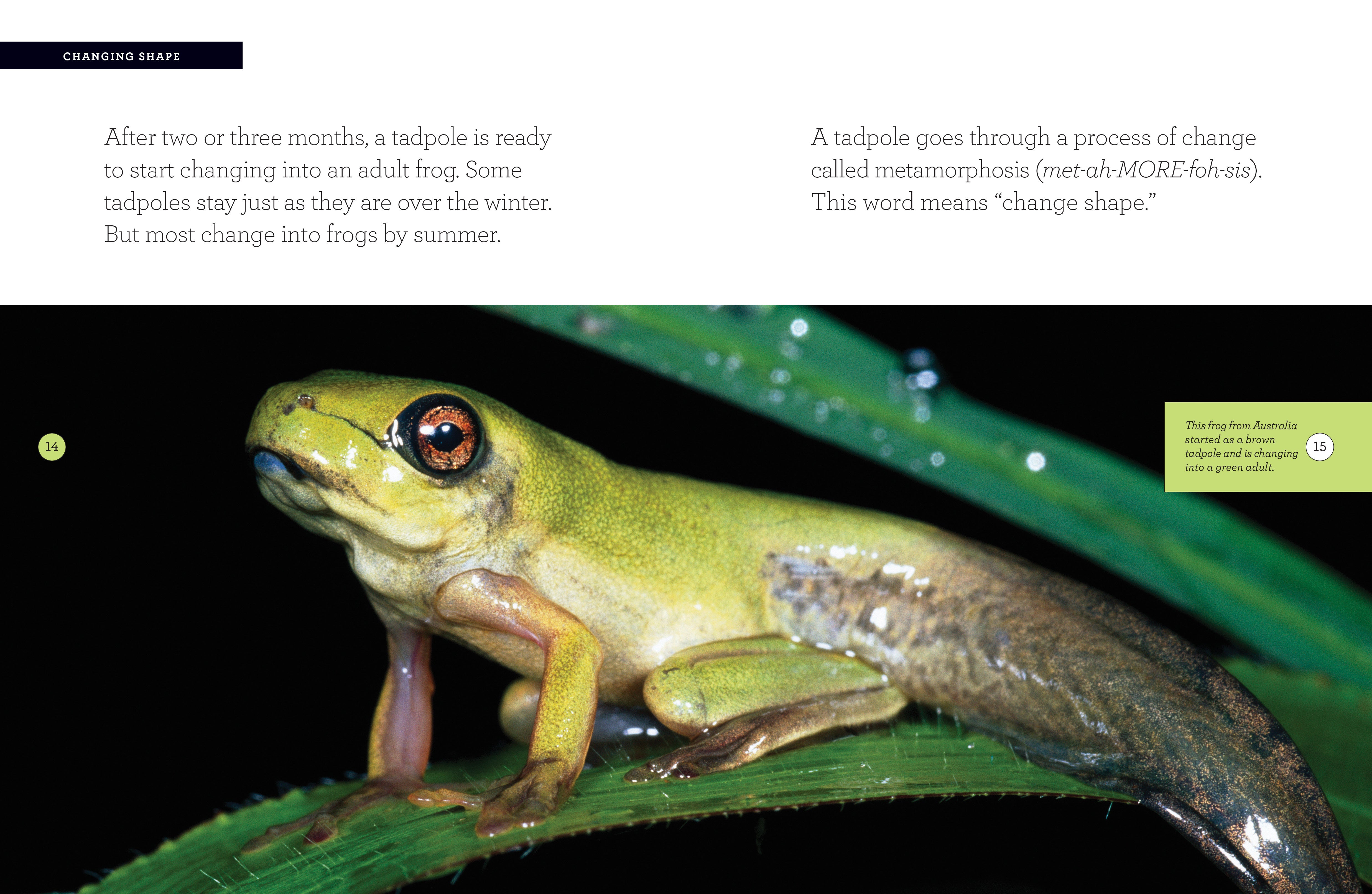 Frog 978-1-60818-216-9 - Educational Book for Kids | Perfect for Classroom Learning & Homeschooling