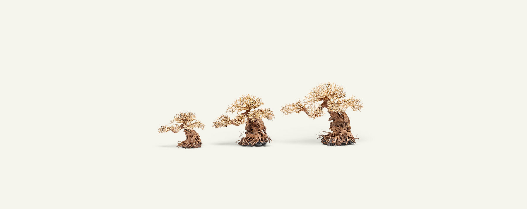 Premium Uns Bonsai 012 - Miniature Bonsai Tree for Home & Office Decor, Zen Garden, Gift Idea