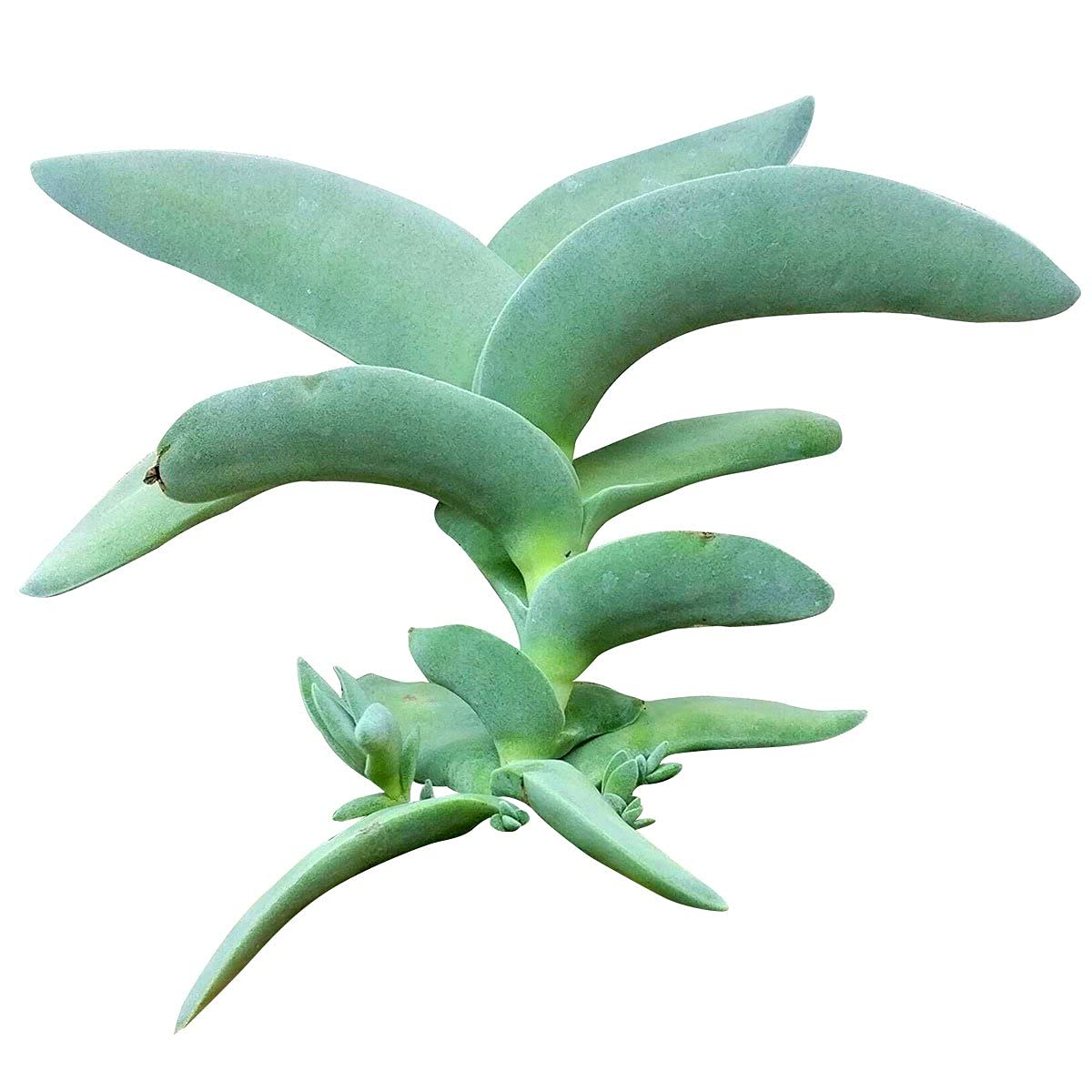 Crassula Falcata Propeller Plant - Live Succulent in 2/4/6 Inch Clay Pot | Easy to Grow Indoor Houseplant | Fully Rooted Air Purifying Plant for Home, Office & Desk Decor