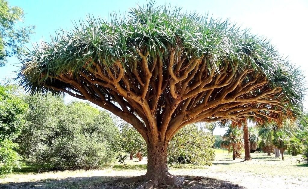 Rare Dracaena Draco Dragon's Blood Tree Seeds - 10 Pack | Canary Island Palm Bonsai for Home & Office Decor | Perfect for Indoor Gardening, Terrariums, and Unique Gift Ideas