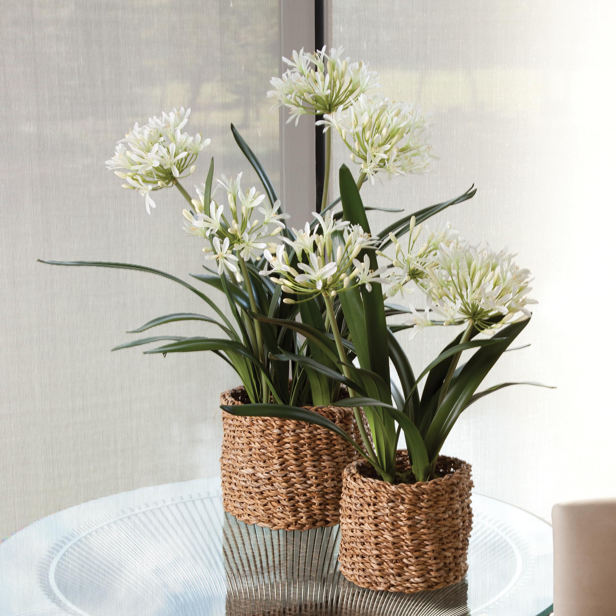 Napa Home and Garden Conservatory Agapanthus Drop-in Plant - Perfect for Indoor and Outdoor Decor, Wedding Centerpieces, and Garden Accents