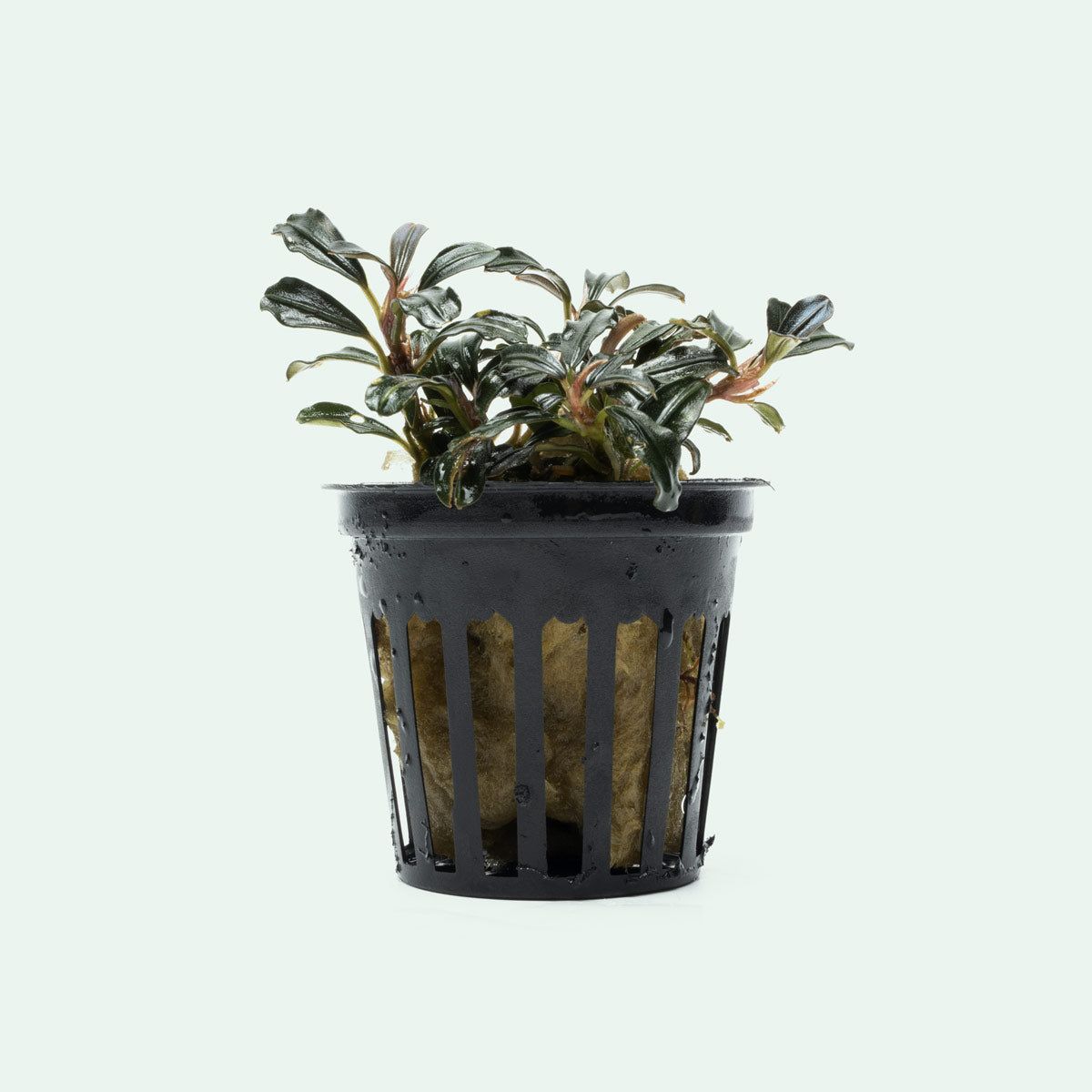 Bucephalandra Lamandau Mini Purple Aquatic Plant for Aquarium - Rare Freshwater Plant for Fish Tank Decoration, Low Light Aquascaping, and Shrimp Habitat