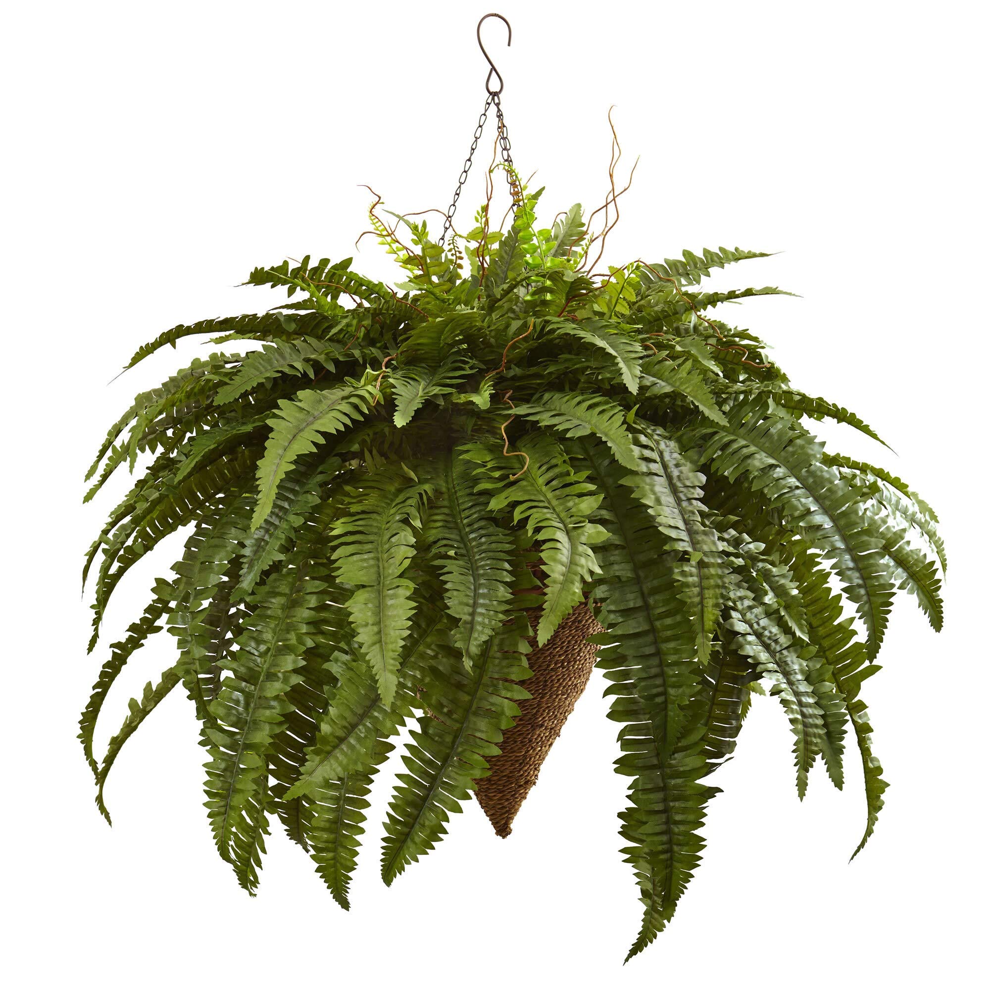 Large Boston Fern Hanging Basket - Lush Indoor/Outdoor Plant for Porch, Patio & Home Decor - Perfect for Shaded Areas & Air Purification