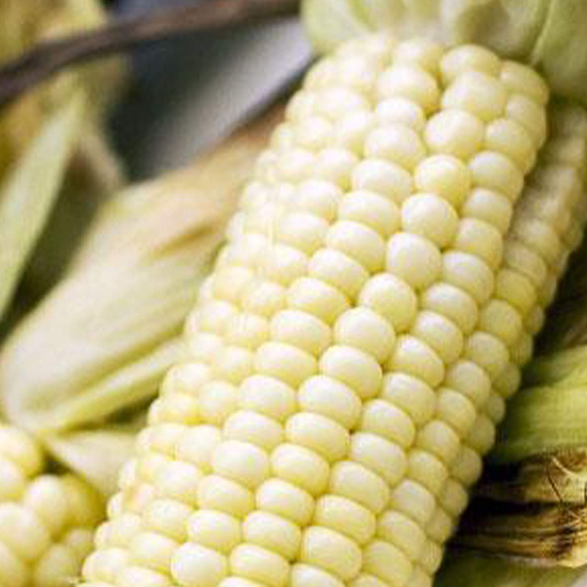 Stowell's Evergreen Sweet Corn Seeds - Non-GMO, Open Pollinated Heirloom Variety - 25 LB Bulk Pack (~58,000 Seeds) for Home Gardening, Farming & Sustainable Agriculture