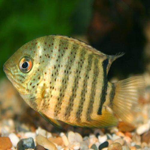 Green Severum Cichlid (Heros Severus) - Live Tropical Fish for Aquarium | Perfect for Freshwater Tanks & Community Aquariums
