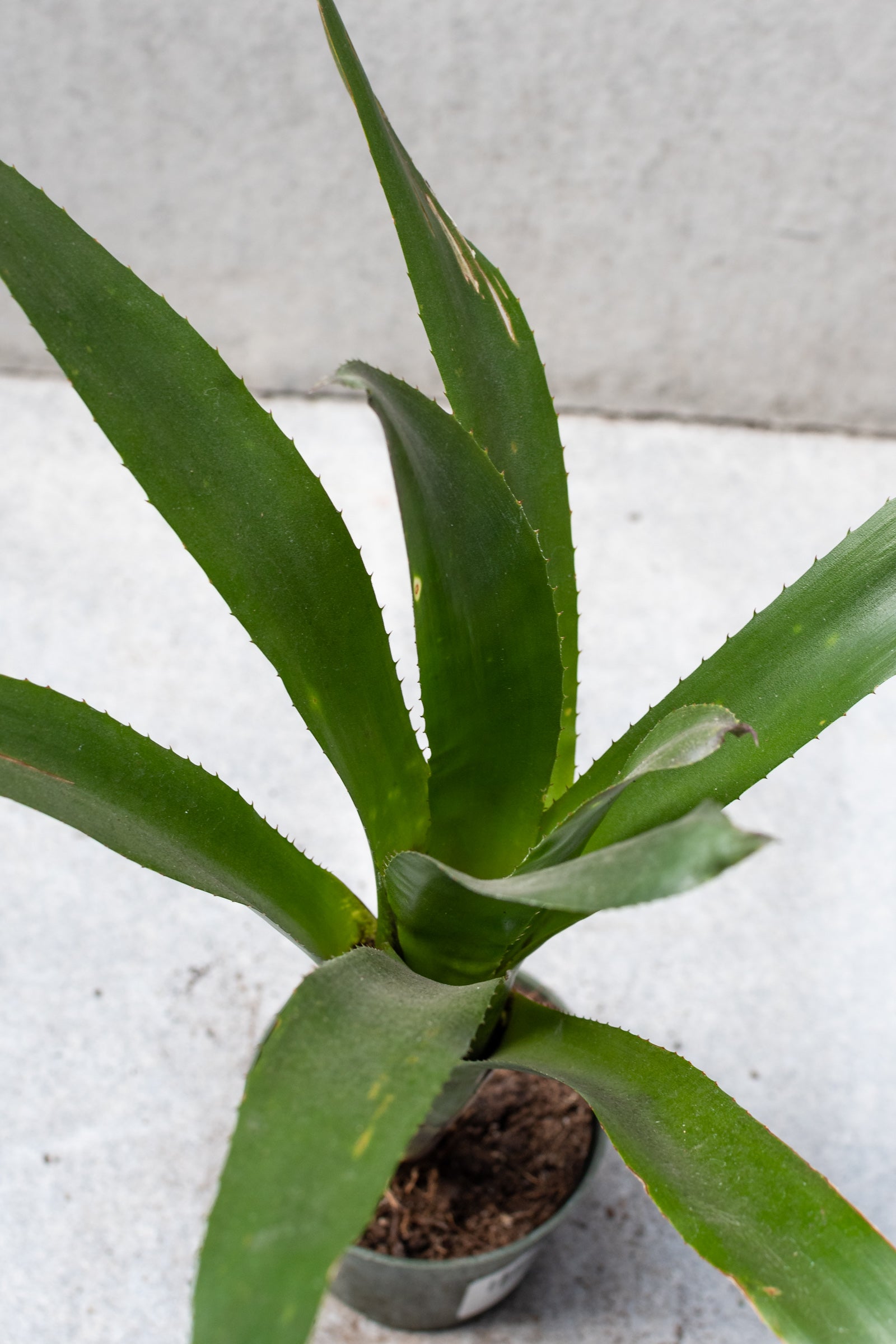 Billbergia 4 - Stunning Bromeliad Houseplant for Home & Office Decor | Perfect for Indoor Gardens, Living Rooms, and Tropical-Themed Spaces