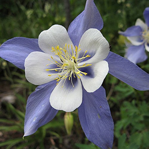 Rocky Mountain Columbine Seed Balls (Aquilegia caerulea) - 20 Pack Bulk Wildflower Seeds for Fall Planting, Seed Bombing & Eco-Friendly Gardening - Perfect for Pollinator Gardens, Meadows & Landscaping