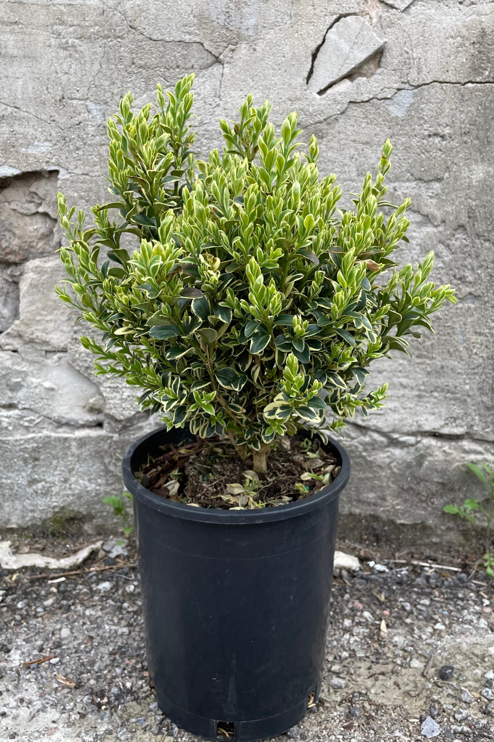 Variegated Boxwood (Buxus sempervirens 'Variegata') - #1 Premium Evergreen Shrub for Landscaping, Hedges & Garden Borders | Perfect for Formal Gardens, Topiary & Container Planting