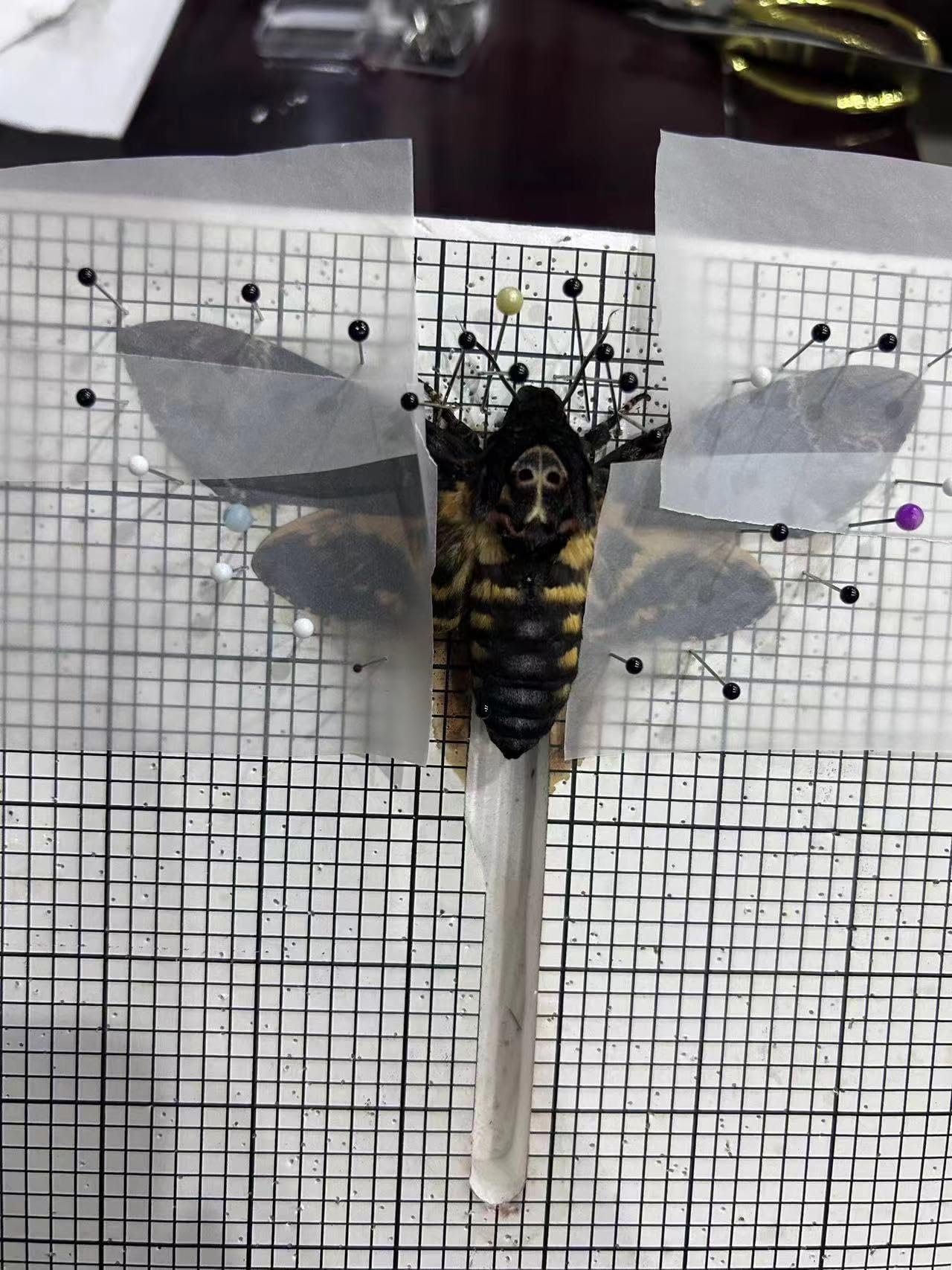 2 Real Death's Head Moths (Acherontia lachesis) - Greater Death's Head Hawkmoth Specimens - Male & Female Skull Moth Collection - Perfect for Entomology Displays, Gothic Decor, and Science Education