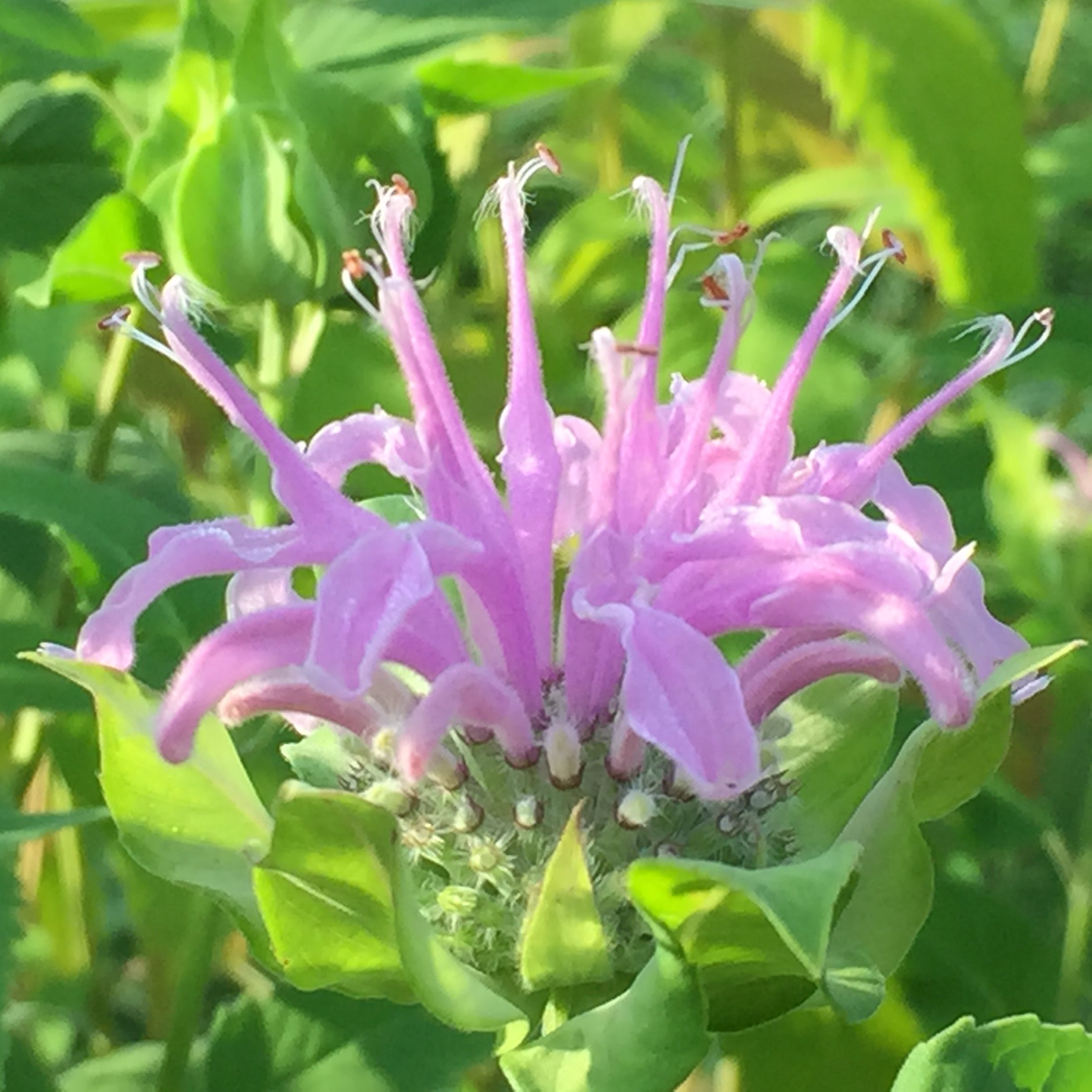 Wild Bergamot Seed Bombs (Monarda fistulosa) - Bulk Pack of 20 Seed Balls for Eco-Friendly Gardening & Guerrilla Planting | Attract Pollinators & Beautify Landscapes